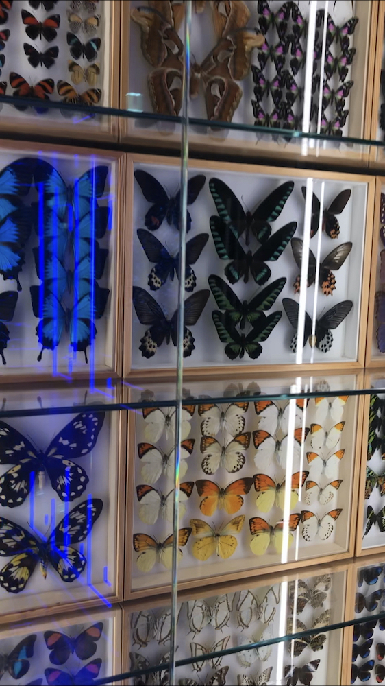 Gucci Collectors, collection of 1400 butterflies